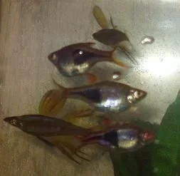 Fish020redo.webp