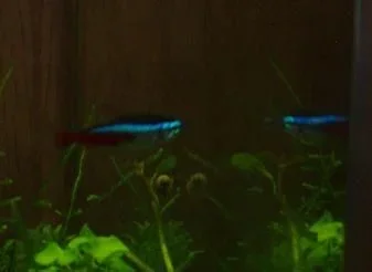 Fish013redo.webp