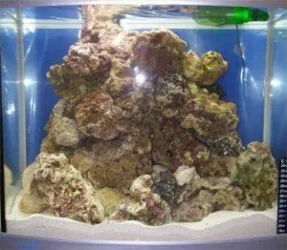 Tank.webp