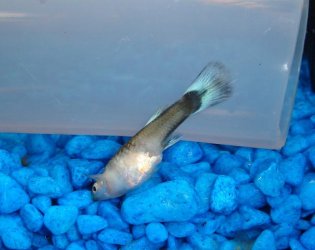 Dead_Guppy.jpg