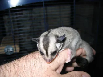 joey_4_weeks_OOP_001.webp