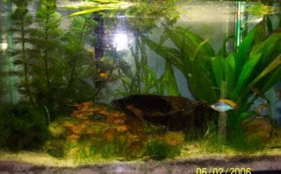 10g_gour_rains.jpg 10g_gour_rains.jpg