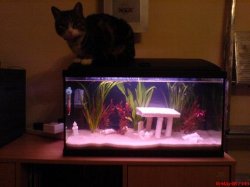 Roo_on_tank.JPG Roo_on_tank.JPG