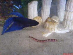 simon_n_kuhlie.JPG simon_n_kuhlie.JPG