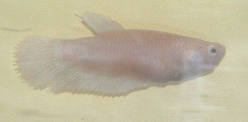 Opaque_2_.JPG Opaque_2_.JPG