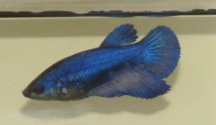 SteelBlue4_2_.JPG SteelBlue4_2_.JPG