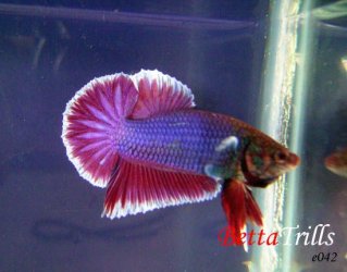 bettatrills.jpg bettatrills.jpg