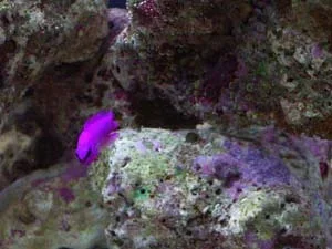 fridmans_dottyback.webp fridmans_dottyback.webp