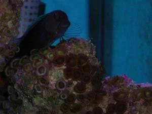 bicolour_blenny.webp bicolour_blenny.webp