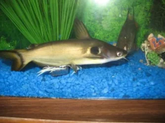 fish4.webp