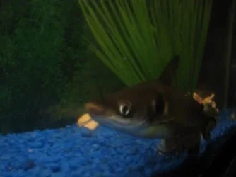 fish_3.webp