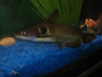 fish.webp