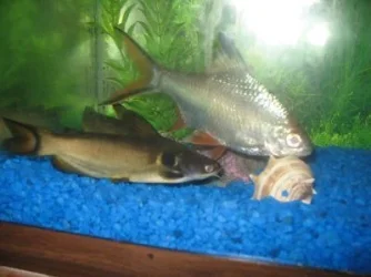 fish2.webp