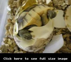 Spur_Thigh_2.webp Spur_Thigh_2.webp