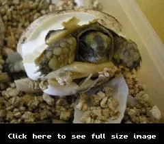 Spur_Thigh_3.webp Spur_Thigh_3.webp