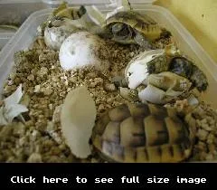 Spur_Thigh_4.webp Spur_Thigh_4.webp