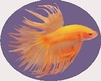 Lovely_Yellow_DR.jpg Lovely_Yellow_DR.jpg