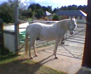 Bella.webp
