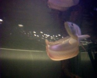 arowana_1.jpg arowana_1.jpg