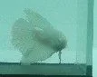 Opaque.webp