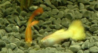 2003_0101Image0045.JPG 2003_0101Image0045.JPG