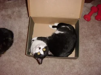 Josie.webp