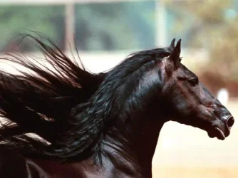 MidnightFriesian.webp MidnightFriesian.webp