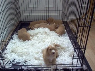 puppies_3_weeks3.webp