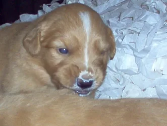 puppies_3_weeks8.webp