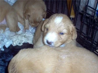 puppies_3_weeks9.webp
