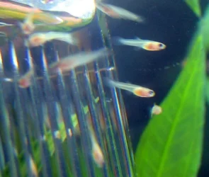 fish2_010.webp
