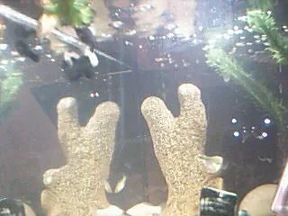 Picture_131.webp