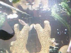 Picture_134.jpg