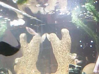 Picture_134.webp