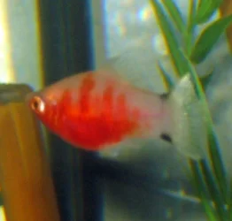 fish2_094.webp