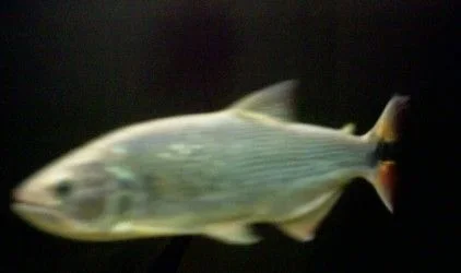 A_oddball_Dorado.webp
