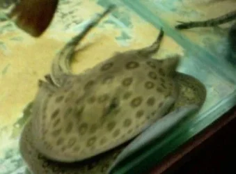 A_oddball_rays.webp