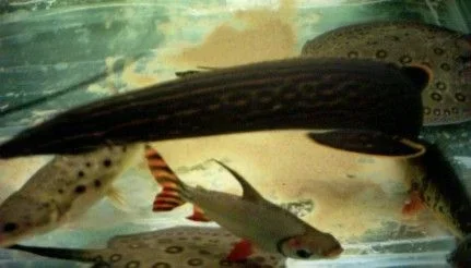 A_oddball_fire_eel.webp