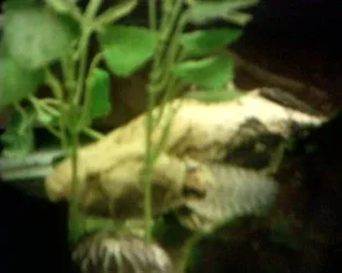 A_oddball_marble_sleaper.webp