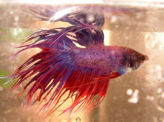 frazzlejun1.jpg frazzlejun1.jpg