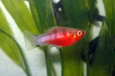 fish2_134.webp