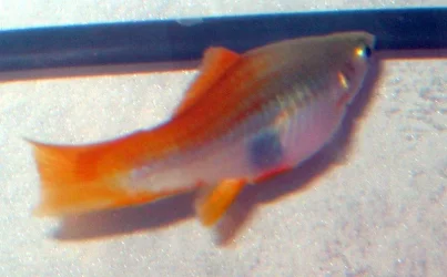 fish2_003.webp