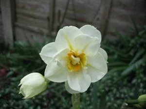 pics_189.webp