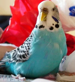 birdysmaller.webp