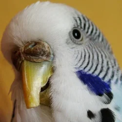 cere2small.webp