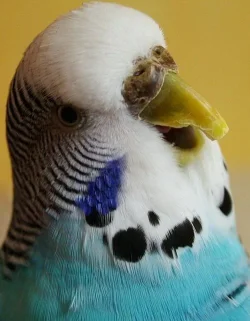birdie1smaller.webp