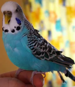 birdie2.webp