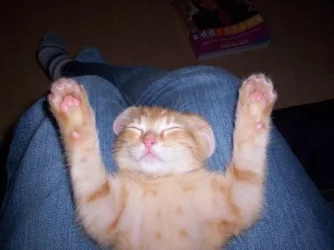 nip.webp