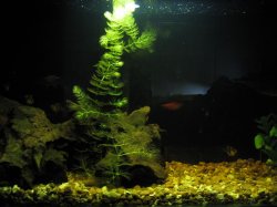 aquarium_004.JPG