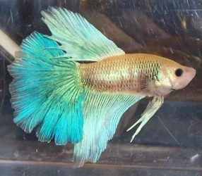 New_bettas_003.webp